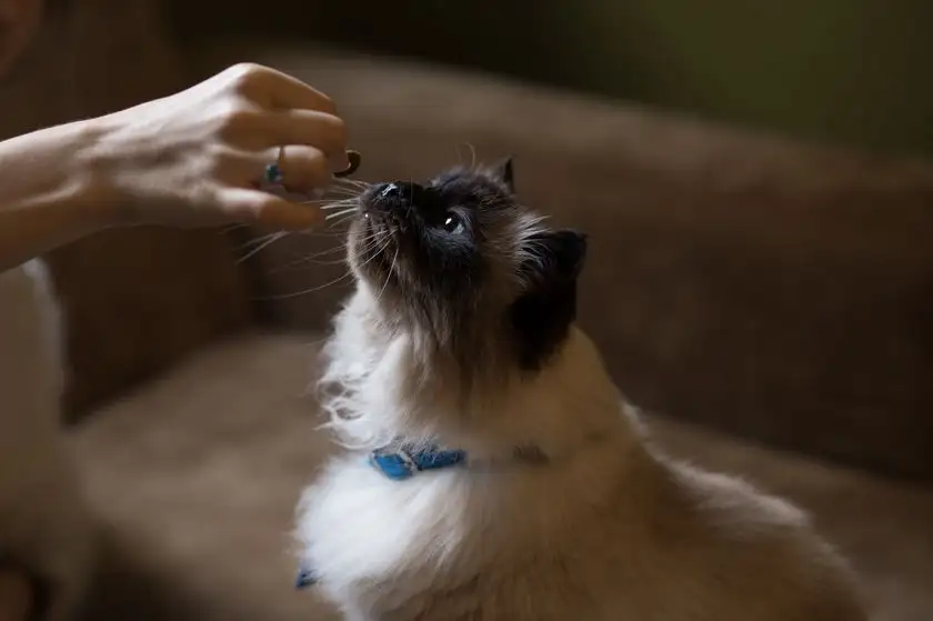 cat2