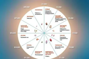 Биологические часы: о чем говорит время, в которое мы просыпаемся по ночам